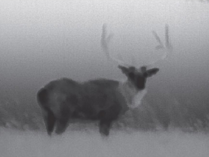 熱成像下看到獵物